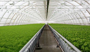 Сельское хозяйство